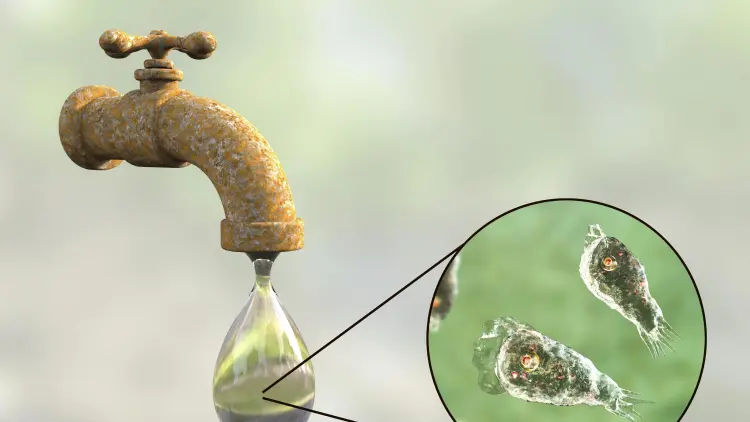 3D-Illustration der Naegleria fowleri in Leitungswasser. (Archivbild)